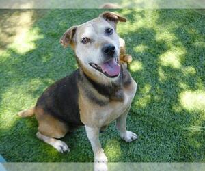 Beagle-Unknown Mix Dogs for adoption in Tallahassee, FL, USA