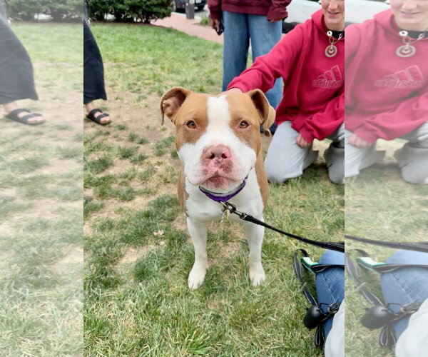 Medium Photo #6 Mutt Puppy For Sale in Alexandria, VA, USA