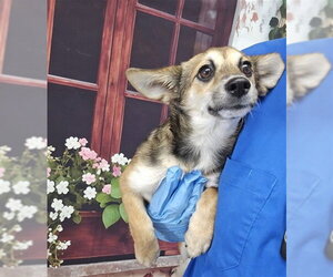 Cardigan Welsh Corgi-Chihuahua Mix Dogs for adoption in San Bernardino, CA, USA