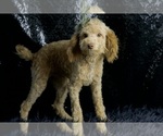Small Photo #9 Poodle (Toy) Puppy For Sale in WARSAW, IN, USA
