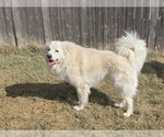 Small #13 Chow Chow-Great Pyrenees Mix