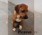 Small #3 Mountain Cur Mix