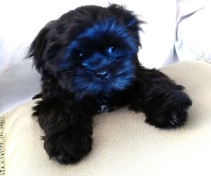 Shih Tzu Litter for sale in SALEM, OR, USA