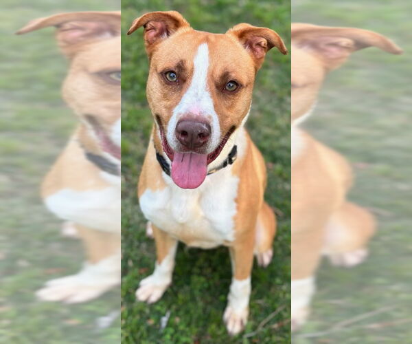 Medium Photo #3 Staffordshire Bull Terrier-Unknown Mix Puppy For Sale in Texas City, TX, USA