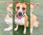 Small #2 Staffordshire Bull Terrier Mix