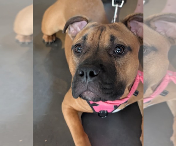 Medium Photo #26 Boxer-Unknown Mix Puppy For Sale in Holly Springs, NC, USA