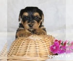 Small #5 Yorkshire Terrier