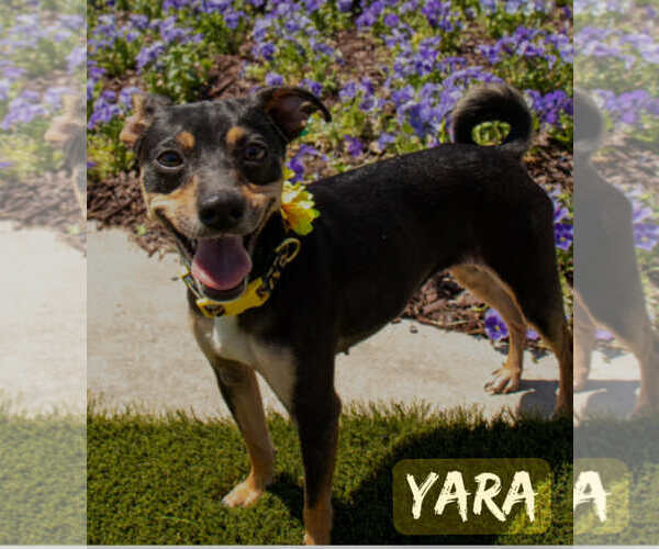 Medium Photo #1 Miniature Pinscher-Unknown Mix Puppy For Sale in Oakhurst, NJ, USA