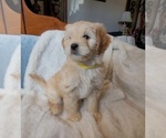 Small #2 Lhasa Apso