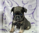 Small #2 French Bulldog