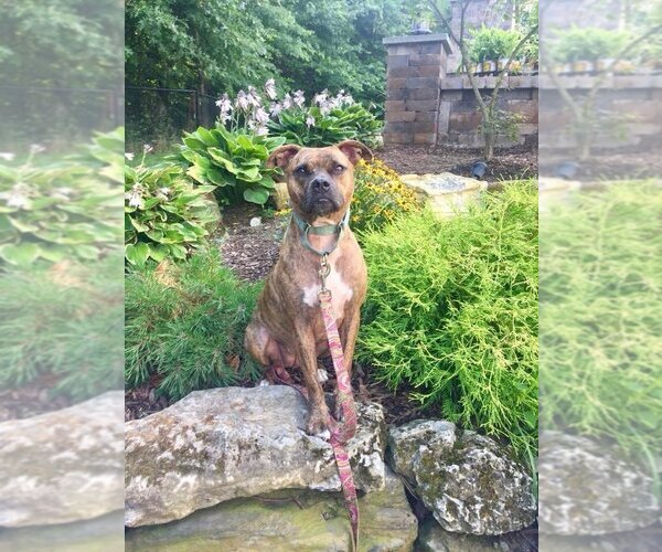 Medium Photo #1 Boxer-Unknown Mix Puppy For Sale in New York, NY, USA