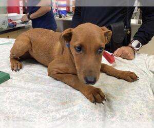 Rhodesian Ridgeback Dogs for adoption in Riverside, CA, USA
