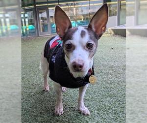 Chihuahua Dogs for adoption in San Martin, CA, USA