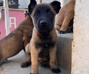 Belgian Malinois Dog for Adoption in GARDENA, California USA