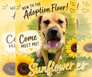 Mastiff-Unknown Mix Dogs for adoption in Jackson , NJ, USA