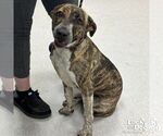 Small #1 Labrador Retriever Mix