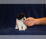 Small #4 Poodle (Toy)