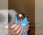 Small #26 Yorkshire Terrier
