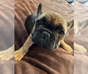 French Bulldog Puppy for sale in BROOKLYN, CT, USA