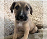 Small #1 American Pit Bull Terrier Mix