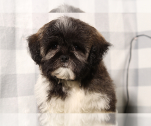 Zuchon Puppy for sale in MARIETTA, GA, USA