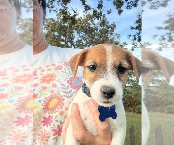 Medium Photo #1 Jack Russell Terrier Puppy For Sale in FREEMAN, MO, USA
