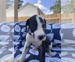 Puppy Colt Great Dane