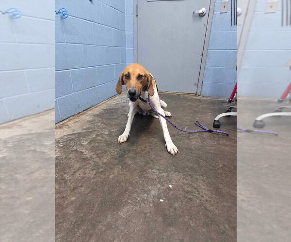 Medium Photo #3 Coonhound Puppy For Sale in Evansville, IN, USA