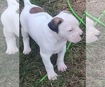 Small Photo #2 American Bandogge Puppy For Sale in TOMBALL, TX, USA