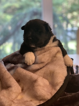 Medium Photo #3 Akita Puppy For Sale in GREAT RIVER, NY, USA