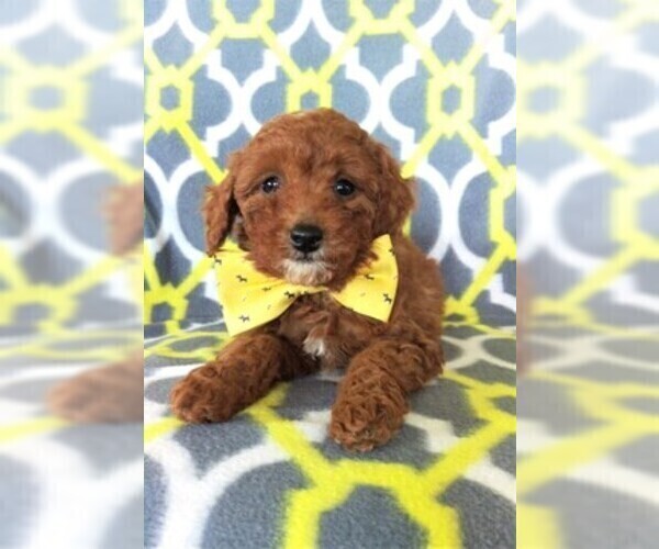 Medium Photo #6 Poodle (Miniature) Puppy For Sale in LANCASTER, PA, USA