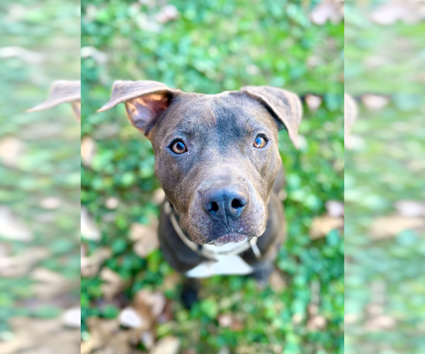 Medium Photo #1 Mutt Puppy For Sale in Boston, MA, USA