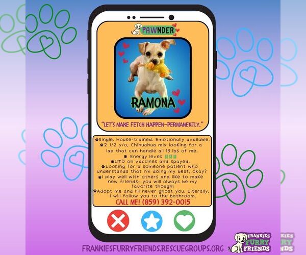 Medium Photo #5 Chihuahua-Unknown Mix Puppy For Sale in Alexandria, KY, USA