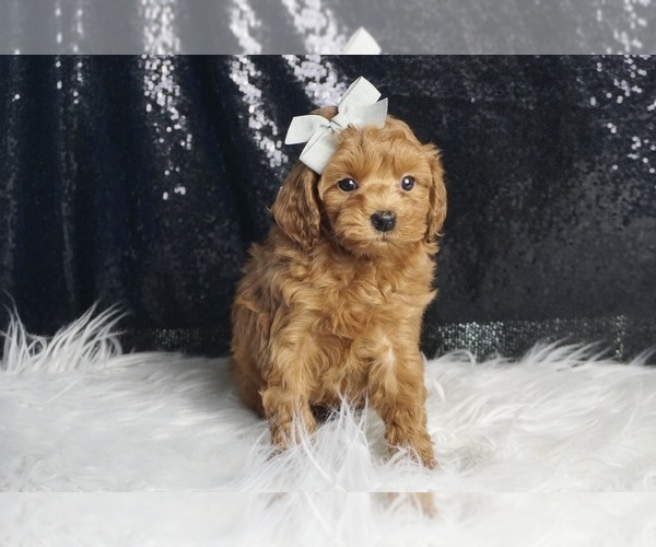 Medium Photo #1 Maltipoo (Miniature) Puppy For Sale in WARSAW, IN, USA