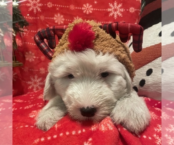 Medium Photo #2 Old English Sheepdog Puppy For Sale in WAKE FOREST, NC, USA