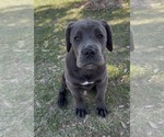 Small Photo #6 Cane Corso Puppy For Sale in RIVERSIDE, CA, USA