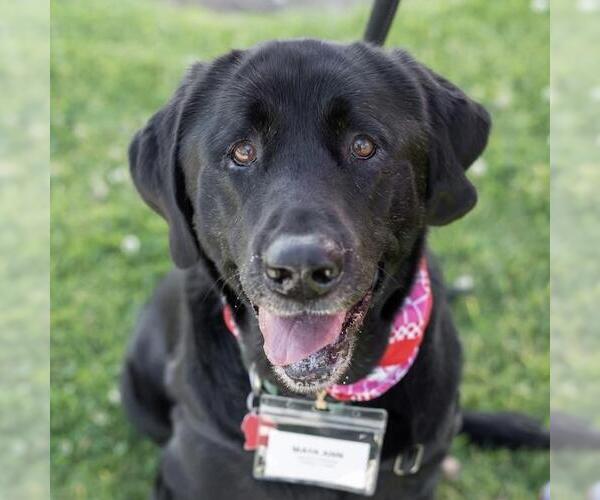 Medium Photo #3 Labrador Retriever-Unknown Mix Puppy For Sale in San Diego, CA, USA