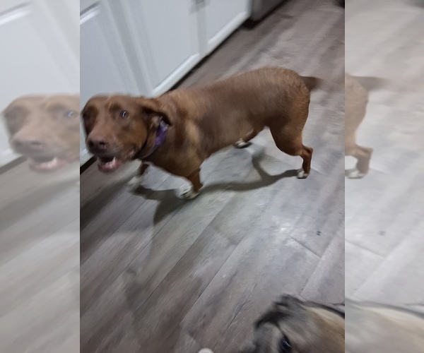 Medium Photo #1 American Pit Bull Terrier-Labrador Retriever Mix Puppy For Sale in FITZGERALD, GA, USA