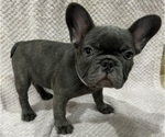 Small Photo #3 French Bulldog Puppy For Sale in VALRICO, FL, USA