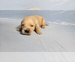 Small #6 Golden Retriever