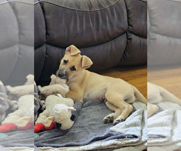 Medium Photo #3 Mutt Puppy For Sale in Springdale, PA, USA