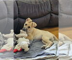 Small #2 Mutt