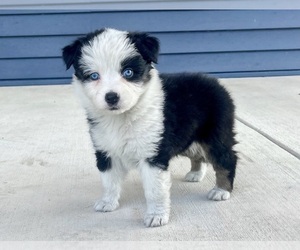 Bull Terrier Puppy for sale in LODA, IL, USA