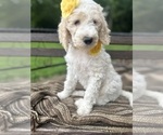 Small #3 Goldendoodle