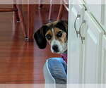 Small #6 Beagle