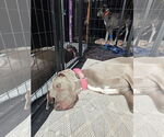 Small #1 Great Dane