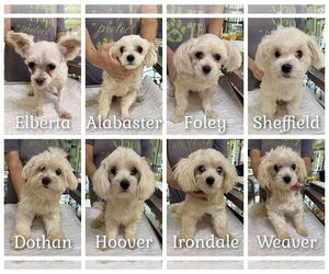 Maltese Dogs for adoption in Benton, LA, USA