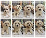 Small Maltese