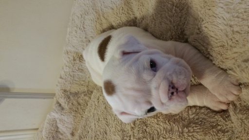 Medium Photo #1 Bulldog Puppy For Sale in ENID, OK, USA