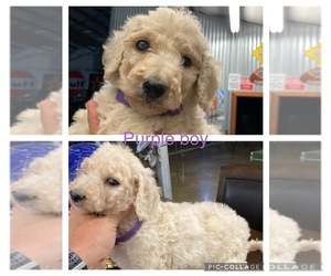 Goldendoodle-Poodle (Standard) Mix Puppy for sale in BREMEN, AL, USA